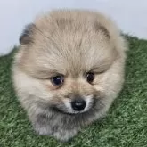 ポメラニアン【三重県・男の子・2025年10月16日・オレンジセーブル】の写真2「【生後40日頃】」