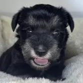 ミニチュアシュナウザー【三重県・女の子・2025年10月6日・ブラック&シルバー】の写真2