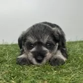 ミニチュアシュナウザー【三重県・女の子・2025年10月10日・ソルト&ペッパー】の写真3「生後30日頃」