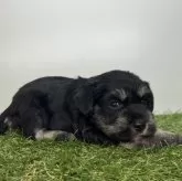 ミニチュアシュナウザー【三重県・女の子・2025年10月10日・ブラック&シルバー】の写真2「生後30日頃」