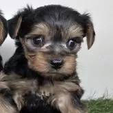 ヨークシャーテリア【三重県・男の子・2025年9月30日・スチールブルー&タン】の写真5