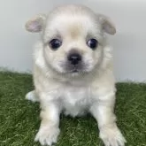 チワワ(ロング)【三重県・女の子・2025年10月14日・クリーム】の写真2