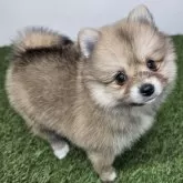 ポメラニアン【三重県・女の子・2025年10月1日・オレンジセーブル】の写真2「【生後50日頃】」