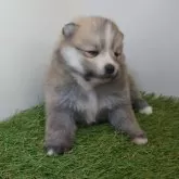 ポメラニアン【三重県・女の子・2025年10月1日・オレンジセーブル】の写真12「【生後30日頃】」