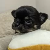 チワワ(ロング)【三重県・女の子・2025年3月10日・ブラックタン&ホワイト】の写真7