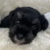 ミニチュアシュナウザー【三重県・女の子・2025年10月6日・ブラック&シルバー】の写真7