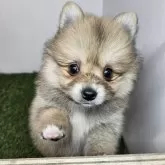 ポメラニアン【三重県・女の子・2025年10月1日・オレンジセーブル】の写真3「【生後50日頃】」