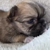 チワワ(ロング)【三重県・男の子・2025年5月17日・フォーン&ホワイト】の写真11