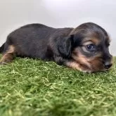 ミニチュアダックスフンド(ロング)【三重県・女の子・2024年12月7日・レッド】の写真4