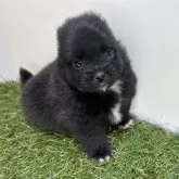 ポメラニアン【三重県・女の子・2025年10月2日・ブラック】の写真5「耳が後ろにいっちゃってます😂」