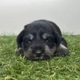 ミニチュアシュナウザー【三重県・女の子・2025年10月10日・ブラック&シルバー】の写真5「生後14日頃」