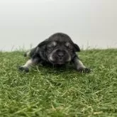 ミニチュアシュナウザー【三重県・女の子・2025年10月10日・ソルト&ペッパー】の写真4「生後写真」