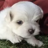 マルチーズ【三重県・男の子・2025年10月24日・ホワイト】の写真2