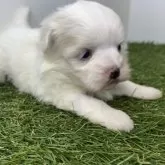 マルチーズ【三重県・女の子・2025年9月21日・ホワイト】の写真7