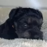 ミニチュアシュナウザー【三重県・女の子・2025年10月6日・ブラック&シルバー】の写真5