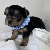 ヨークシャーテリア【三重県・男の子・2024年10月16日・スチールブルー&タン】の写真12