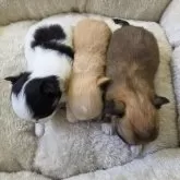 チワワ(ロング)【三重県・男の子・2025年5月17日・フォーン&ホワイト】の写真14