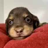 ミニチュアダックスフンド(ロング)【三重県・女の子・2024年11月4日・チョコレート&タン】の写真11