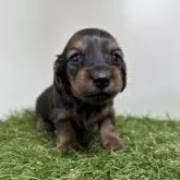 ミニチュアダックスフンド(ロング)【三重県・女の子・2024年12月7日・レッド】の写真6