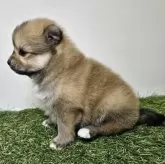 ポメラニアン【三重県・女の子・2025年10月1日・オレンジセーブル】の写真13「【生後30日頃】」