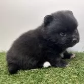 ポメラニアン【三重県・女の子・2025年10月2日・ブラック】の写真7