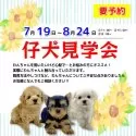 チワワ(ロング)【三重県・男の子・2025年7月10日・フォーン&ホワイト】の写真6