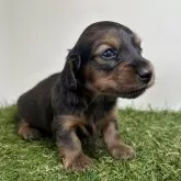 ミニチュアダックスフンド(ロング)【三重県・女の子・2024年12月7日・レッド】の写真7