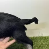 ミニチュアシュナウザー【三重県・女の子・2025年10月10日・ブラック&シルバー】の写真7「しっぽの先が曲がっています。」