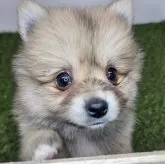 ポメラニアン【三重県・女の子・2025年10月1日・オレンジセーブル】の写真8「【生後50日頃】」