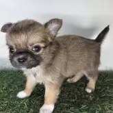 チワワ(ロング)【三重県・男の子・2025年5月17日・フォーン&ホワイト】の写真8