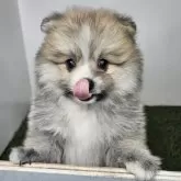 ポメラニアン【三重県・女の子・2025年10月1日・オレンジセーブル】の写真5「【生後50日頃】」