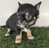 チワワ(ロング)【三重県・女の子・2025年3月10日・ブラックタン&ホワイト】の写真5