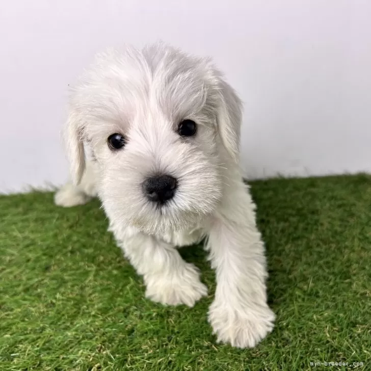 ID：2409-07982の子犬