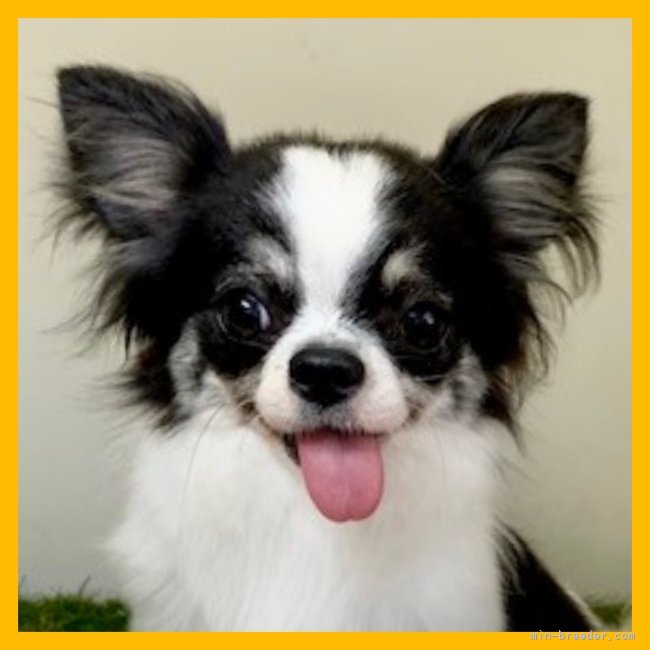 チワワ(ロング)【・女の子・2022年5月3日・ブラックタン&amp;ホワイト】