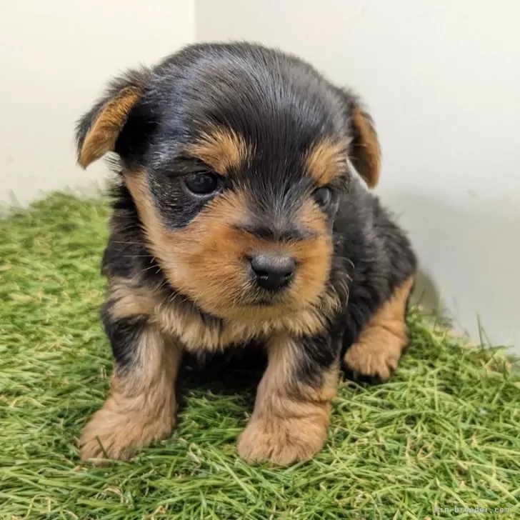 ID：2404-04640の子犬