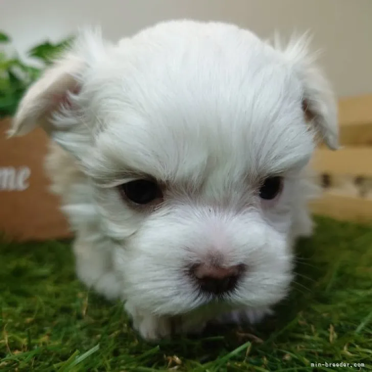 ID：2304-02044の子犬