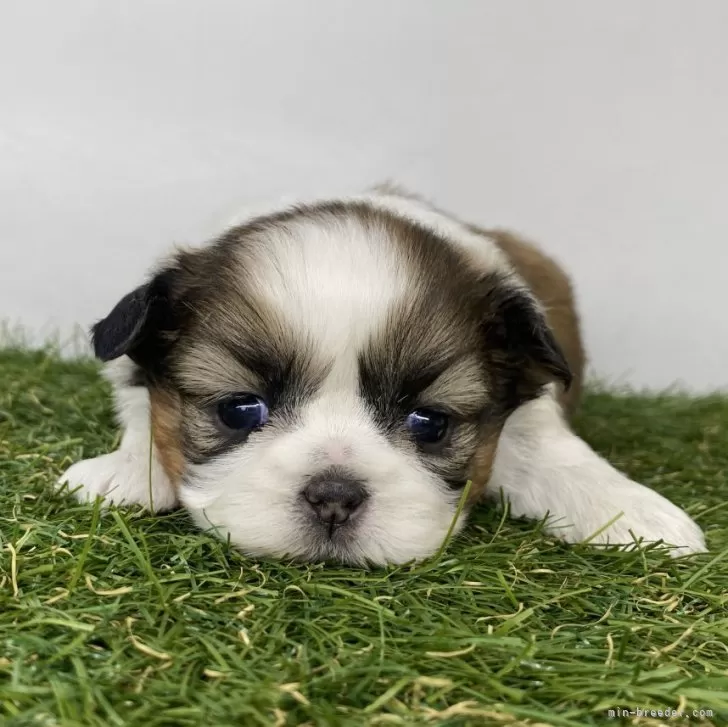 ID：2401-06252の子犬