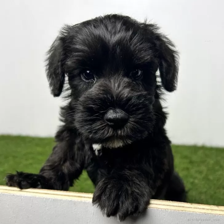 ID:2408-07291の子犬