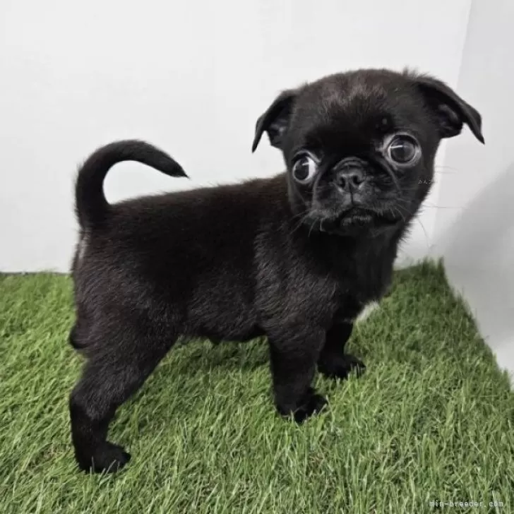 ID:2409-07922の子犬