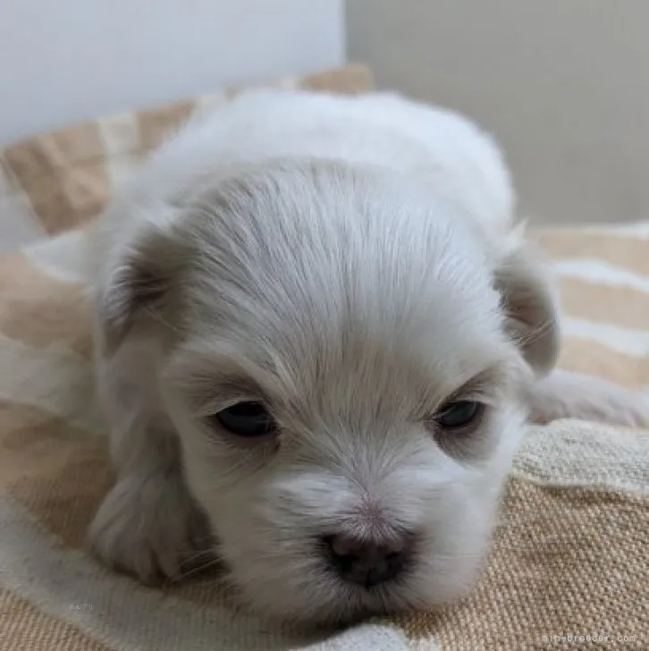 ID：2311-02628の子犬