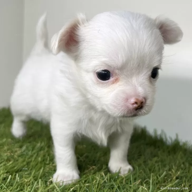 ID：2408-05336の子犬