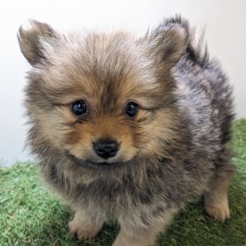 ポメラニアン【三重県・女の子・2024年5月6日・オレンジセーブル】の写真「のんびり屋です」