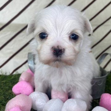マルチーズ【三重県・女の子・2023年5月15日・ホワイト】の写真「おっとりとした優しい仔です。」