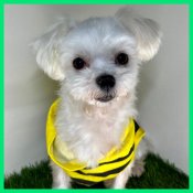 マルチーズ【・男の子・2021年4月3日・ホワイト】