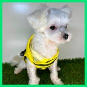 マルチーズ【・男の子・2021年4月3日・ホワイト】