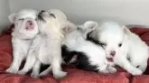 チワワ(ロング)【三重県・女の子・2024年7月22日・ホワイト】の写真4「兄妹と一緒に📸1番左🐶」