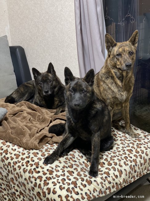 家族｜西川　美聡(にしかわ　みさと)ブリーダー(群馬県・甲斐犬・甲斐犬愛護会登録)の紹介写真3
