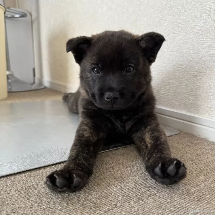 ID：2405-04969の子犬