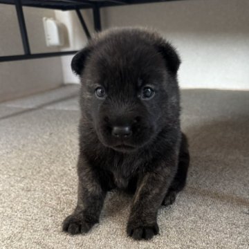 甲斐犬【群馬県・男の子・2024年4月10日・中虎】の写真「おっとりしている男のコです」