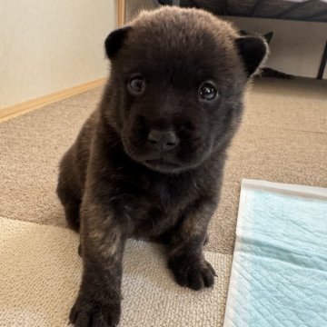 甲斐犬【群馬県・女の子・2024年4月10日・中虎毛】の写真「おっとり女のコ」